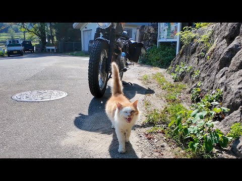 NO59.大人の為のネコᒼᑋªⁿ❤︎*キャンドル❤ While biking deep in the mountains, a friendly cat came for