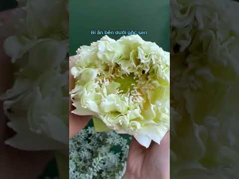 Video Gửi Hoa Mừng Khai Trương 2022-2023-BÌNH HOA SEN TRẮNG... - youtube