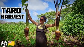 Taro Farming, Harvesting The Braddah's Taros!