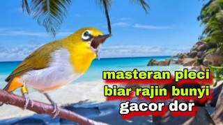 Suara Burung Pleci Gacor Ngalas | Masteran Pleci Biar Gacor | Pancingan Pleci Bustomi Gacor