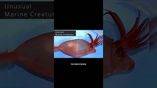 Kalmar Pig Helicocranchia Pfefferi