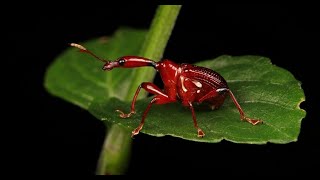 Leaf-Rolling Weevil