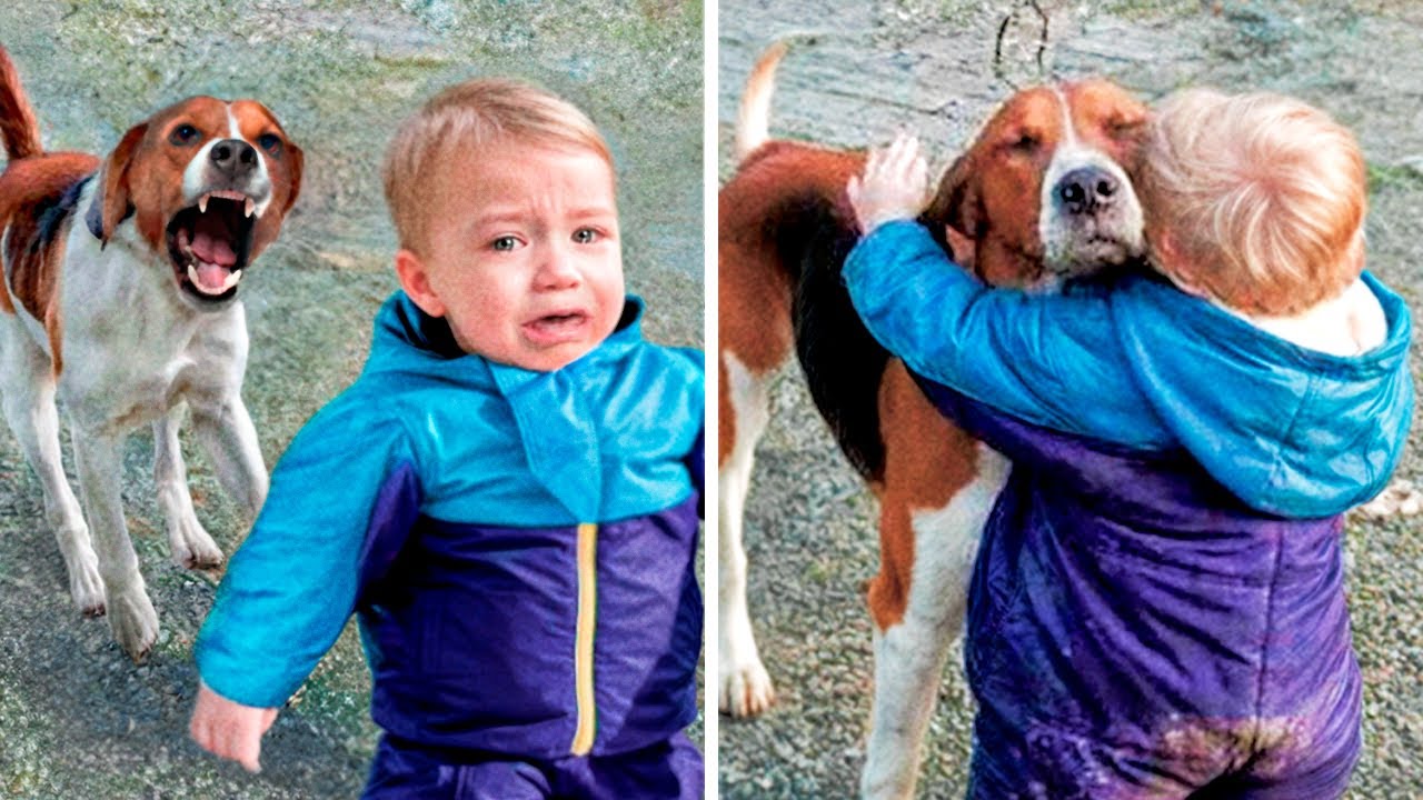 ¡Estos Perros se Reúnen con sus Dueños Después de Años!