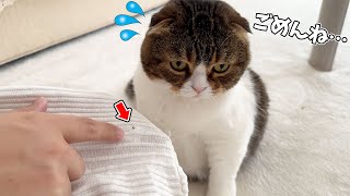 パパ猫がおっさんの大事なセーターに穴を開けちゃいました…笑 by スコスコぽこ太郎&うま次郎〜猫ちゃんねる〜 60,722 views 1 month ago 8 minutes, 35 seconds