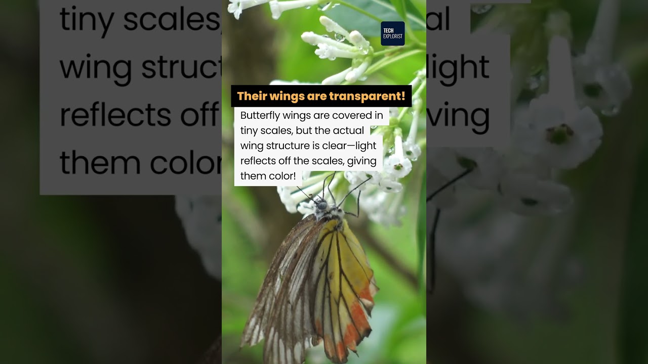 5 Fascinating Facts About Butterflies! #didyouknow #natureisamazing  #learnsomethingnew