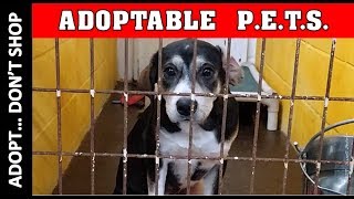 Lawton Oklahoma Adoptable PETS in Lawton Animal Shelter / Welfare