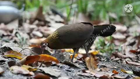 tiếng gà mái rừng mới nhất suab poj qaib seev zoo