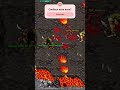 🐲🚫 Solando o Pythius #tibia #games #gaming #tibiaglobal