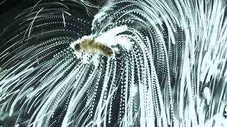 Charged fly particles