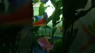 Live plant aquarium/feather fish/Sha Golden Aquarium