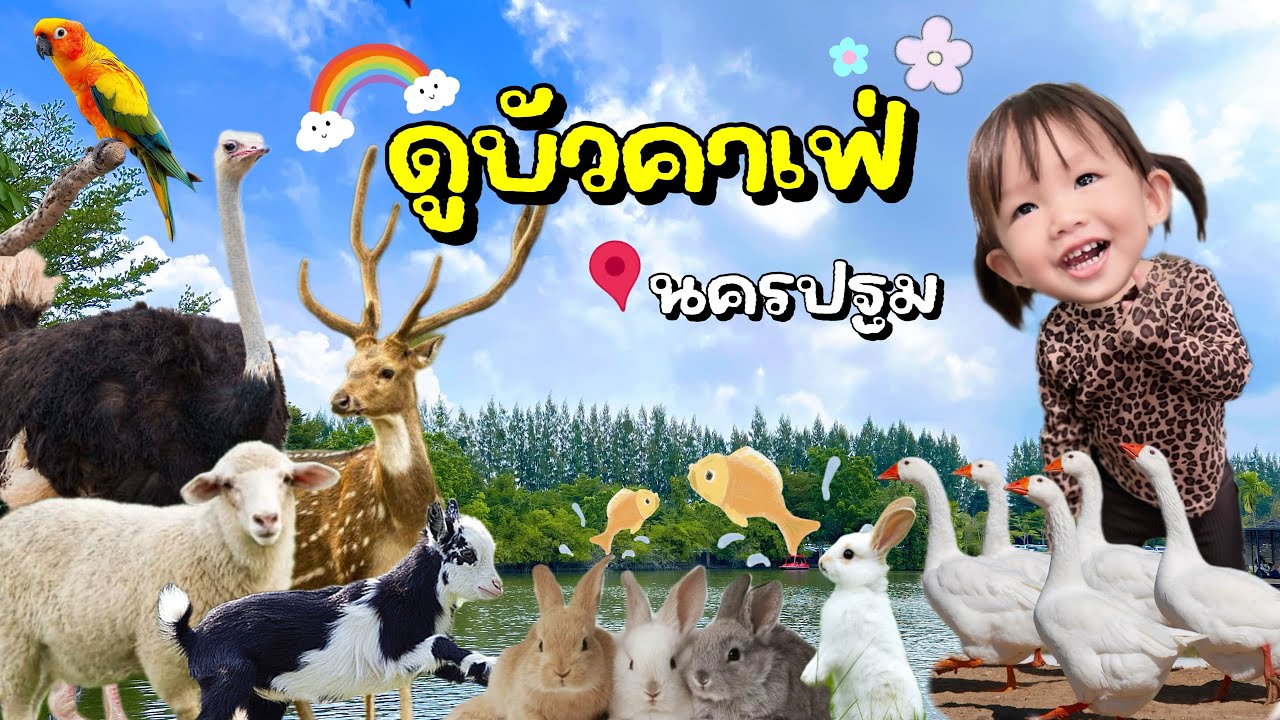 ฟรี!! Dubua Cafe Farm (ดูบัวคาเฟ่ฟาร์ม) ไม่ได้มาเที่ยว มาเดินเล่นก็ยังดี ใกล้กรุงเทพฯ |AvaGo Channel