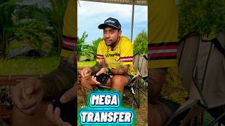 Mega Transfer Of Pegasus To Team Setia Family