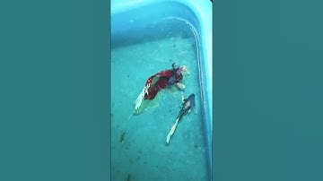 Betta Fish #music #bettafish #betta #tamil #aquarium #fishkeeping