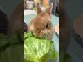【うさぎあるある】多頭飼育でしか味わえない楽しみ編【ネザーランドドワーフのコッペ】#ネザーランドドワーフ #コッペパン #うさぎ #うさぎのいる暮らし #ウサギ #うさぎのいる生活 #shorts