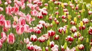 The Garden Gurus - Tulips