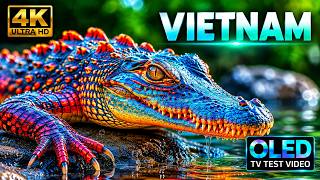Vietnam in 4K Ultra HD Video - Incredible Scenes & Hidden Gems