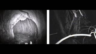 10/31/13 Starr Ranch Coyote Wake Up Call 2 am pst