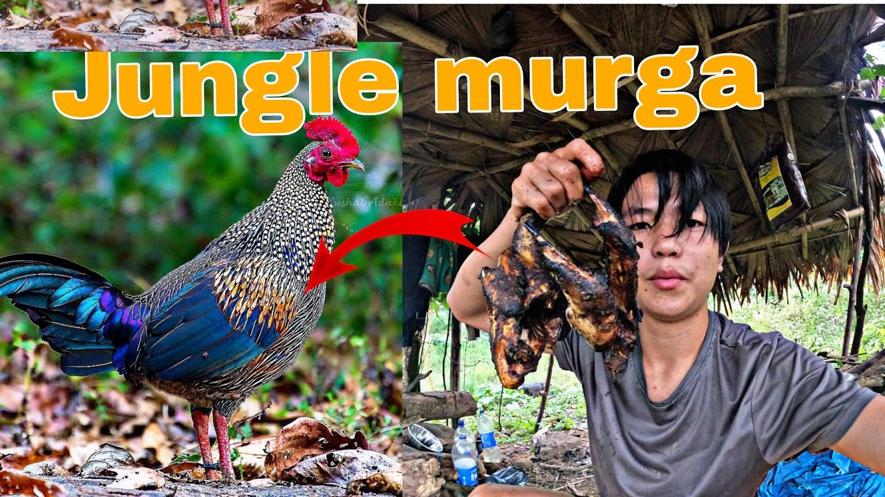 Catching Junglee murga { Roast & eat}| Arunachal Pradesh