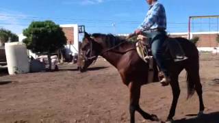 Br Carlosalejandrodavid Riendas Largas