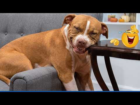 Funniest Dog Reactions of 2026 🤣 You’ll Cry Laughing!