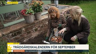 Dags att sätta vårlökarna i jorden | Nyhetsmorgon | TV4 & TV4 Play