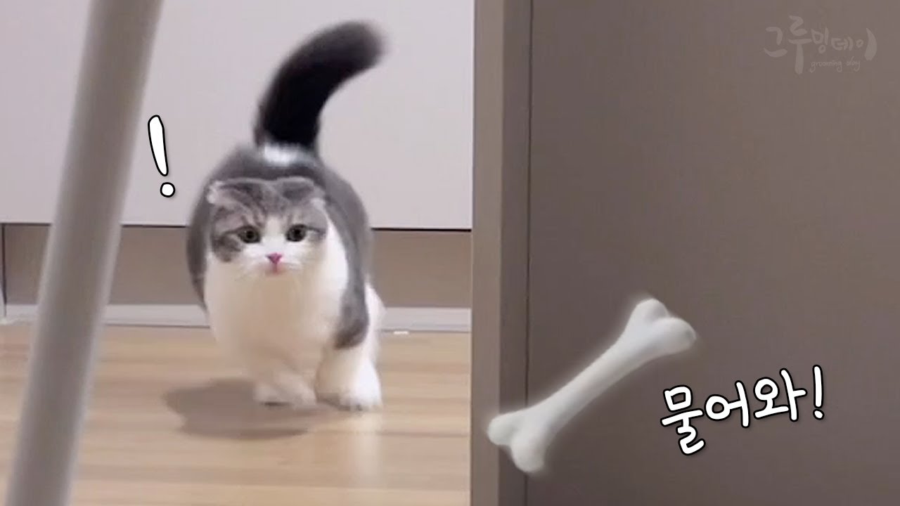 Мой кот, возможно, был собакой в ​​прошлой жизни.