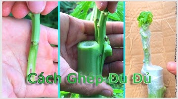 Cách Ghép Đu Đủ Lùn - Kỹ Thuật Trồng Đu Đủ Độc Đáo Giúp Năng Suất Tăng Gấp Đôi