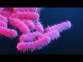 Infectious Disease Shigella 
