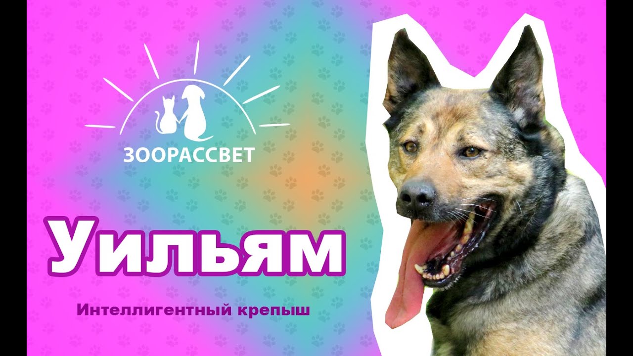 Пес Уильям - ладно скроен, крепко сшит. Готов жить в своей семье! - YouTube