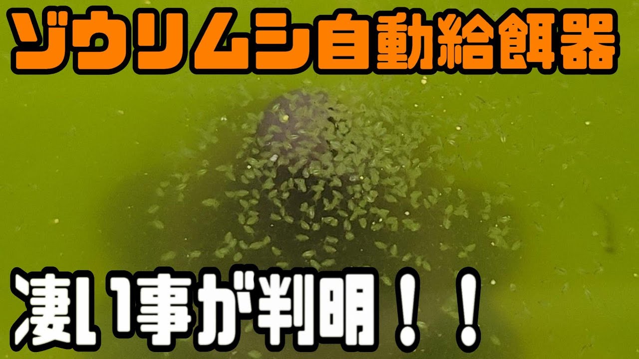 【メダカ】ゾウリムシの自動餌やり器を開発していたら凄い結果になった！！