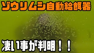 【メダカ】ゾウリムシの自動餌やり器を開発していたら凄い結果になった！！