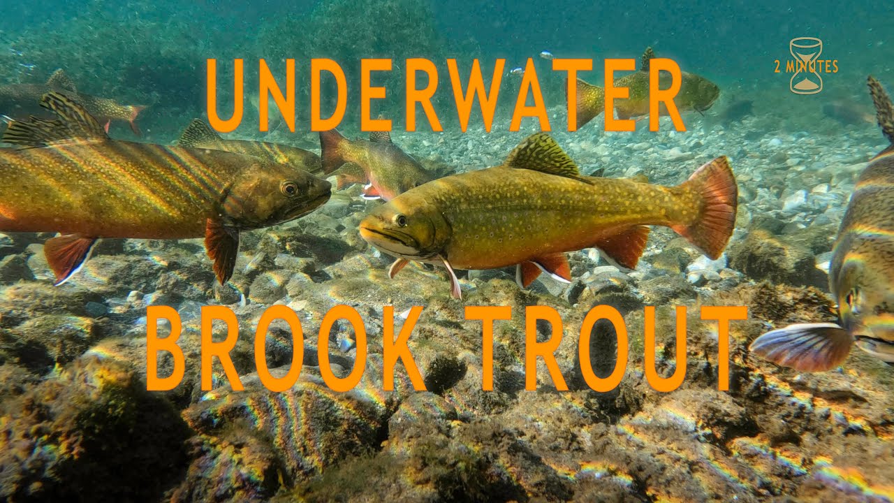 Two Minutes Underwater With Brook Trout Fly Fishing Waters YouTube