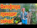 Профилактика фитофторы томатов