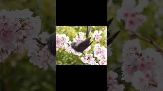 Brown-eared Bulbul & Cherry Blossoms #birds #japan #tokyo
