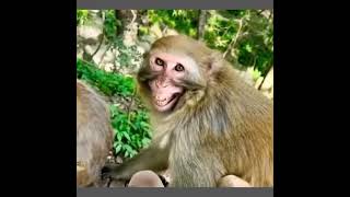 Phanni S 😀😆😀😆😀😆 Comedi 