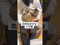 次男を大好きな球太特集 #cat #保護猫 #家族 #球太 #tiktok #猫のいる暮らし #猫 #恋人 #イカ耳 #癖強い #彼氏