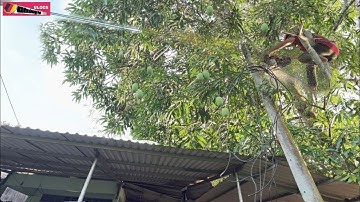 Cưa Cây Xoài Vừa Gần Dây Điện Vừa Trên Nóc Nhà-Thợ Cưa Phải Cắt Từng Khúc Nhỏ