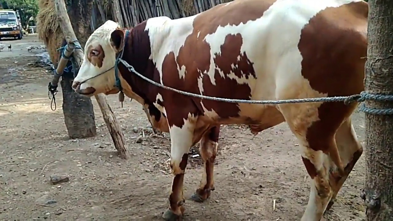 video phone lyrics Amazing breed by villager woman, this proces create trailer movie