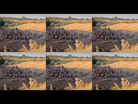 لعبة القدر عقرب بصدرك سمارة السمارة 3lloym