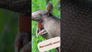 Armadillos Roll Like In Movies?