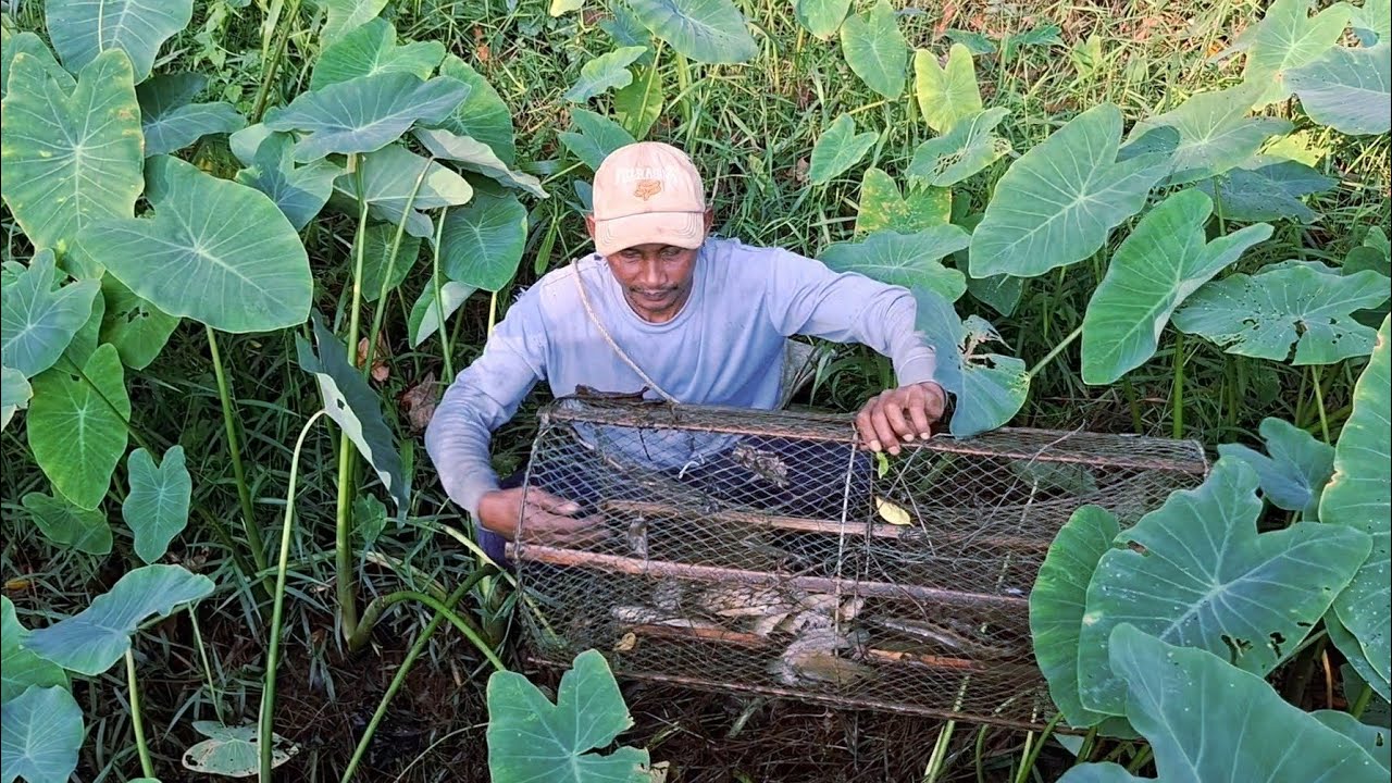 ฝนตกมาที ดักลอบแบบนี้ ยังมีปลาเข้า.