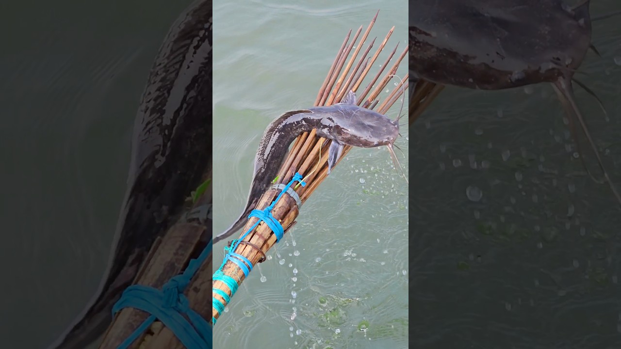 Amazing village flood water boat cast koch fishing |Boat fishing video(part_124)