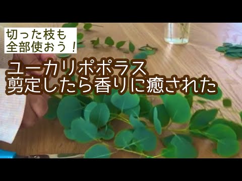 ユーカリポポラス 剪定 水栽培 ドライフラワー 観葉植物整える 切ったのも全部使う Eucalyptus Youtube