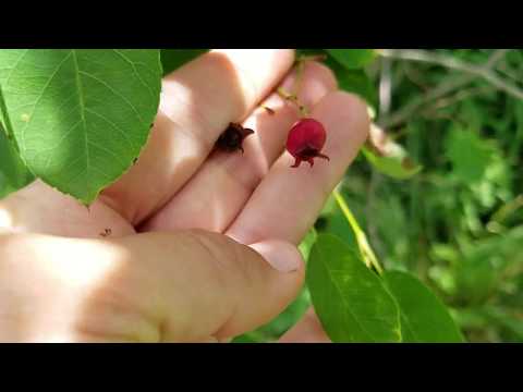 Video: Păsările mănâncă fructe de pădure amelanchier?