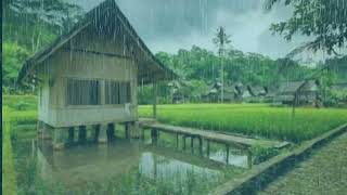 Enjoy the afternoon rain in the rice fields • make your mind calm and relax