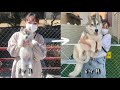 【ハスキー犬】小さかった子犬がこんなにも大きく成長しました　シベリアンハスキー、フィンの成長記録