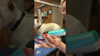 Hold your Dog Grooming Clipper the Right Way