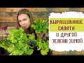 Выращивание салата и другой зелени зимой в домашних условиях