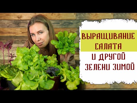 Видео: Комнатные растения салата - Как вырастить салат в домашних условиях