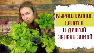 видео: Выращивание салата и другой зелени зимой в домашних условиях картинка: Выращивание салата и другой зелени зимой в домашних условиях